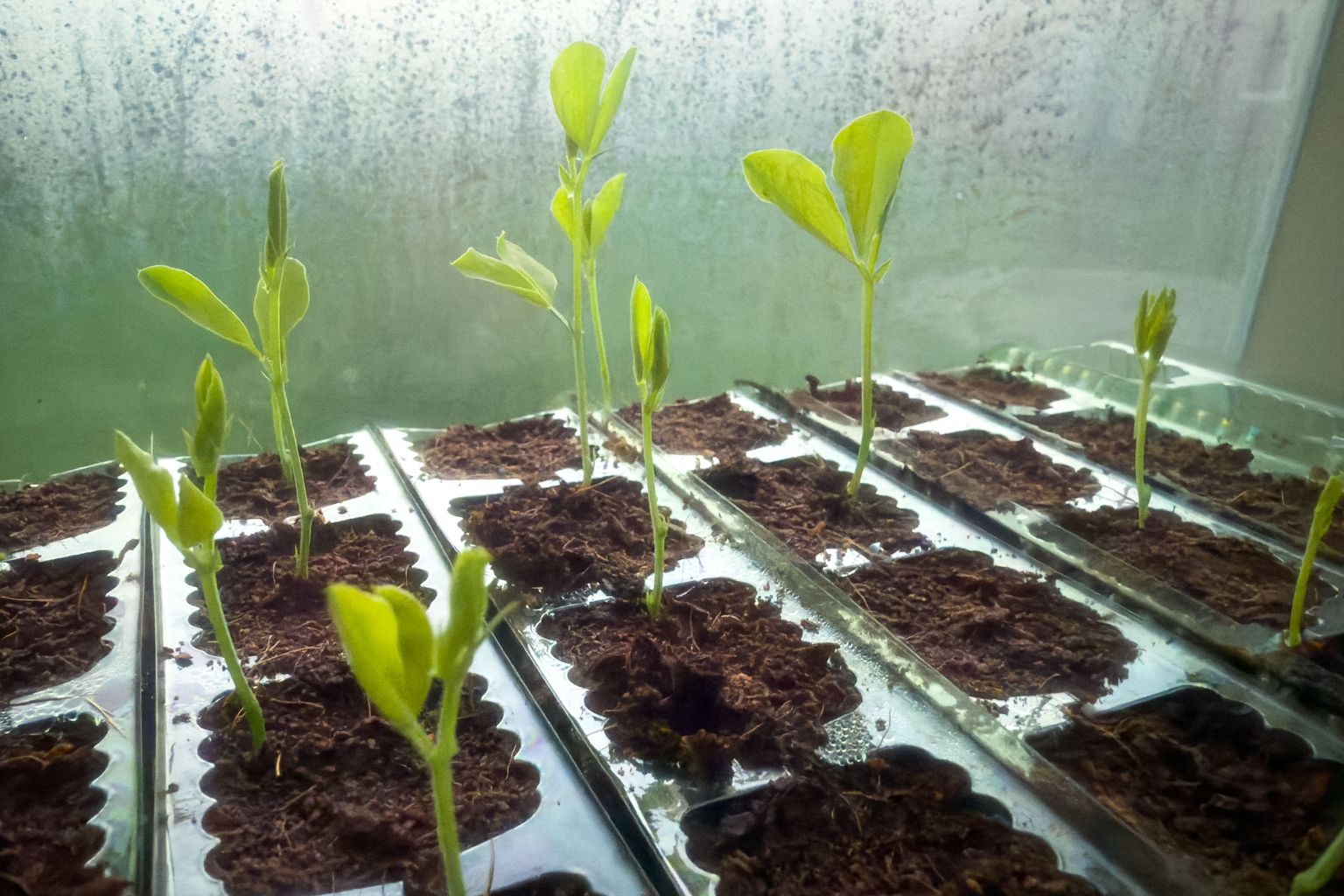 Project image for Studio and Life